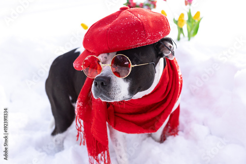 a black and white dog in a red cap against a background of white snow. Congratulations on Women's Day on March 8th