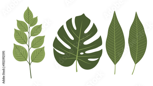 Variety of green tropical and common leaves including a monstera and individual leaflets on a clean white background for design.