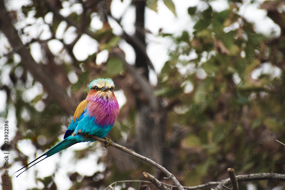 Fototapeta premium Lilac-breasted Roller