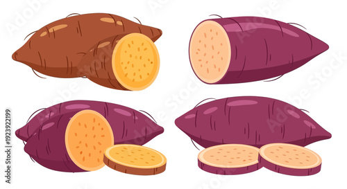 Sweet Potato Varieties Whole and Sliced Isolated Vector Illustration