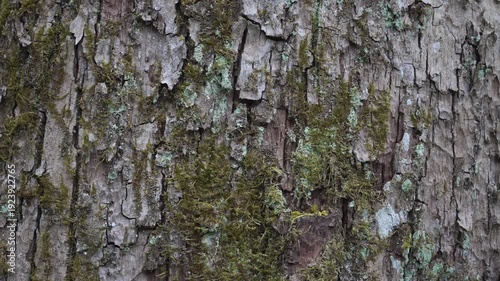Wallpaper Mural Close-Up Cracked Tree Bark With Moss and Lichen Texture Torontodigital.ca
