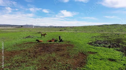 Aerial view of wild horses in a green natural area with the snowy Mount Hermon in the background in the Golan Heights