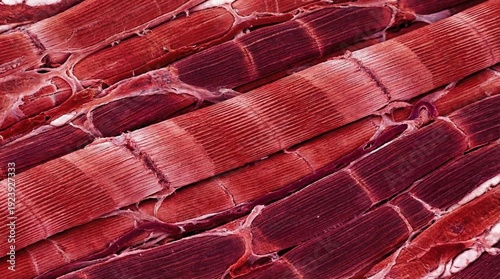 Close up of highly magnified and stained skeletal muscle tissue displays distinct dark and light banding patterns across parallel elongated cells.