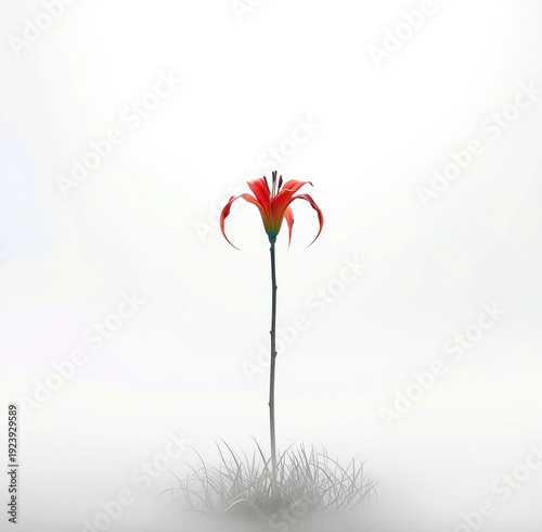 Wallpaper Mural A single red flower is standing in a field of grass Torontodigital.ca