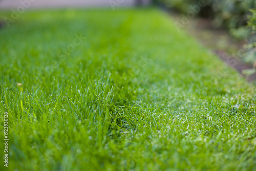 Fotografi Close up of green grass in the garden, shallow depth of field