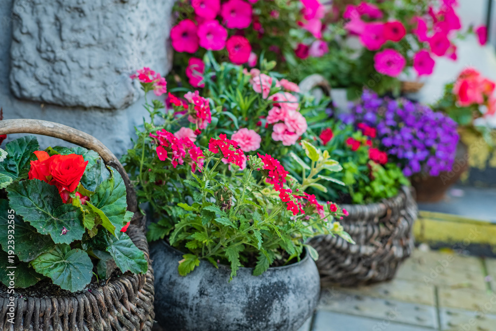 Naklejka premium Brightly colored flowers fill woven baskets, creating a cheerful display in a sunlit garden