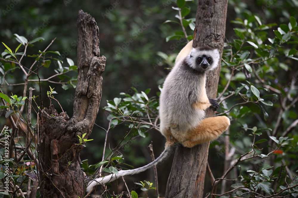 Obraz premium Coquerel’s Sifaka with Direct Eye Contact Perched on Tree Trunk in Madagascar