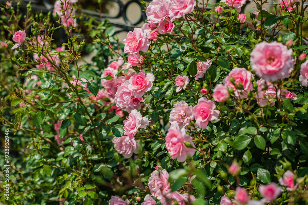 Obraz premium Delicate pink roses flourish, creating a stunning display of color against a verdant backdrop