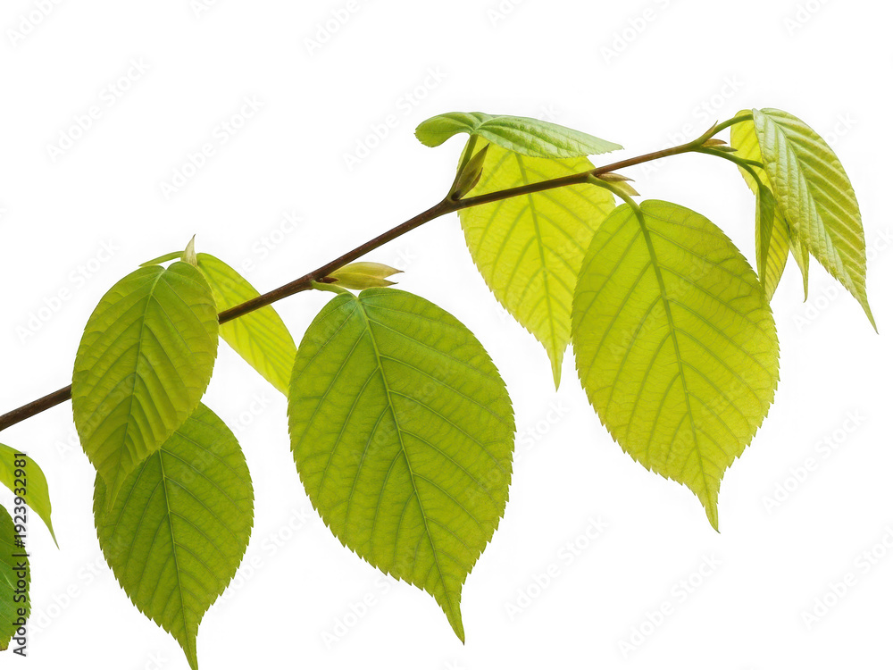 Fototapeta premium Close-up of a vibrant green branch with fresh leaves.