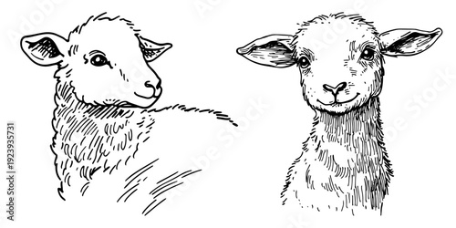 Two sheep heads sketches showing front and side view