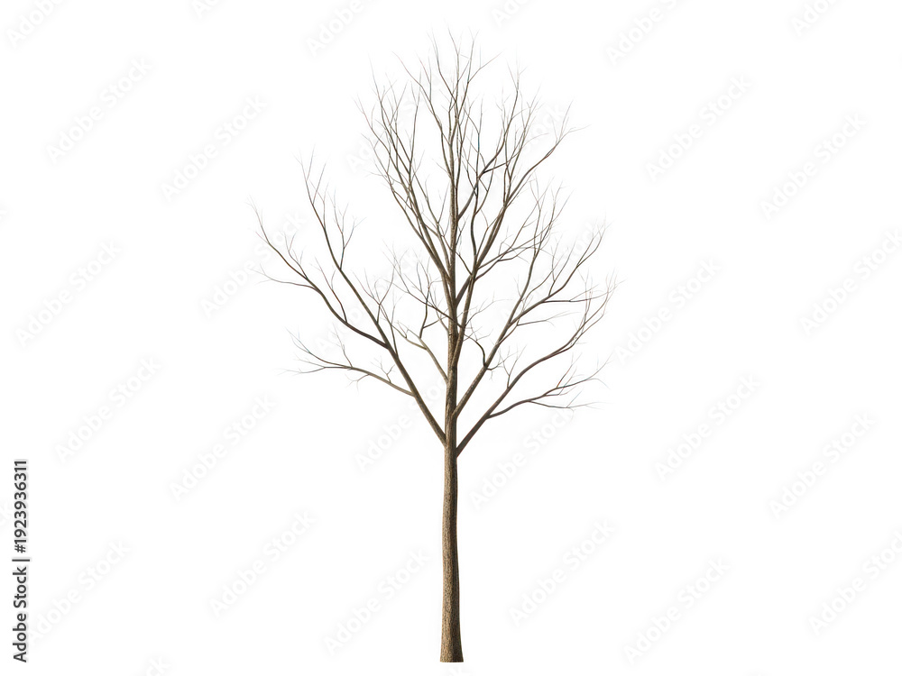 Obraz premium Bare Tree Silhouette Against White Background.