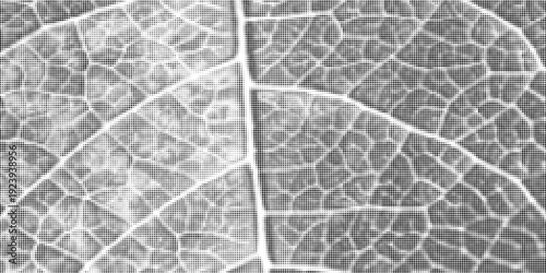 Green leaf vein texture abstract background with gritty stipple grain, close up organic plant cells, macro foliage veins, cracked skeleton imprint, natural surface design.