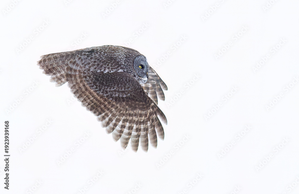 Obraz premium Great grey owl in flight against a white background on a snowy winter day in Canada