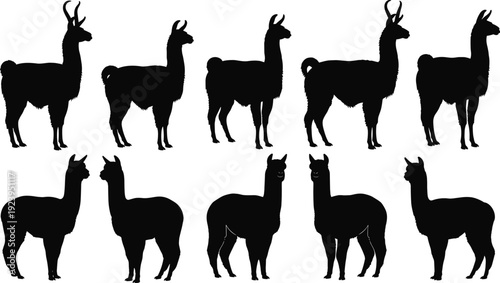 Llama silhouette illustration set, animal design artwork, farm motif, profile symbol vector collection for nature, livestock, and educational themes
