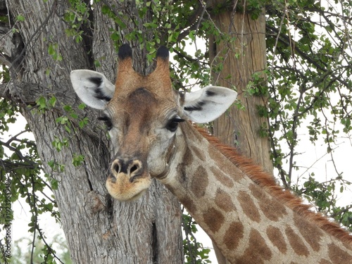Canvas Print portrait of a giraffe