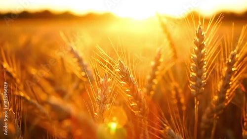 Golden ripe wheat stalks glowing brightly under the warm summer sun at harvest time.