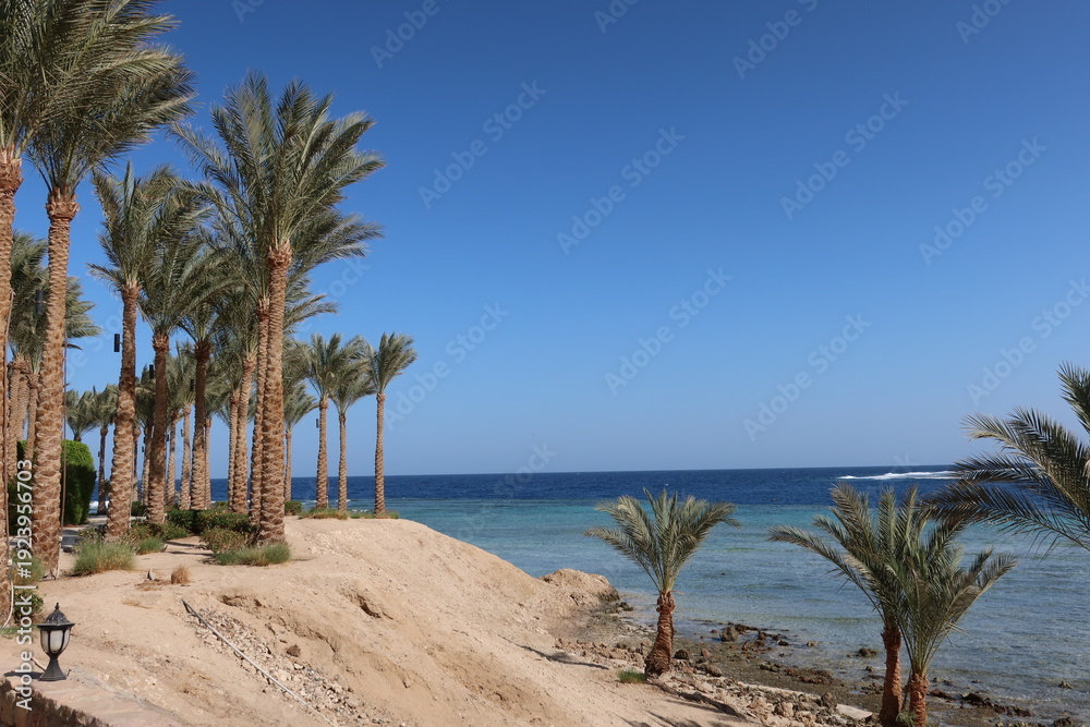 Fototapeta premium Red Sea shoreline with palms and sand, Egypt, Marsa Alam.
