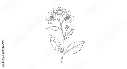 Delicate botanical line art drawing of a flowering plant with leaves on isolated white background