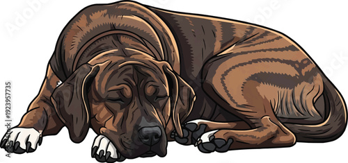 Treeing Tennessee Brindle dog lying down curled up sleeping