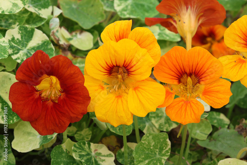 Foto Three nasturtium flowers - mahogany red, orange and cream with variegated leaves in background