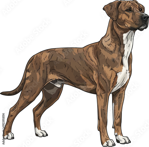 Treeing Tennessee Brindle dog standing alert looking away