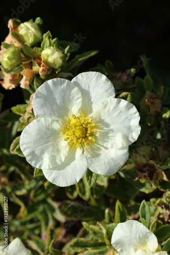 Tableau sur toile Single cream and white close up of shrubby cinquefoil flower (Potentilla frutico
