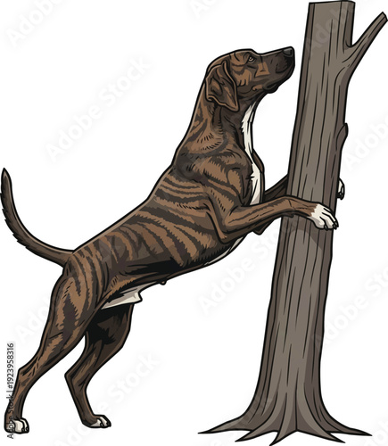Treeing Tennessee Brindle dog treeing stance vector illustration