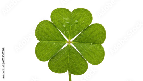 Quadro su tela Isolated lucky four-leaf clover, St