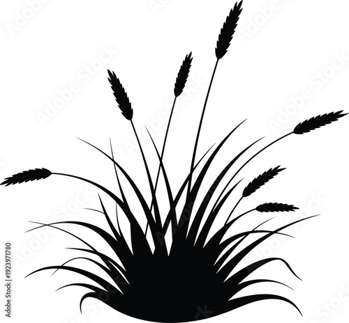 Silhouette of a grass clump with seed heads and blades in black and white for natural