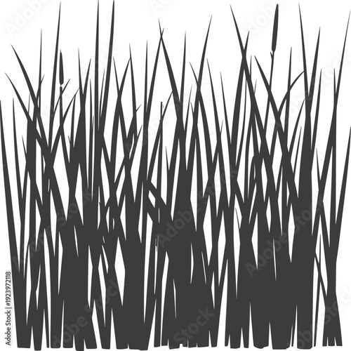 Silhouette of dense, tall grass and reeds against a white background, creating a natural border or texture