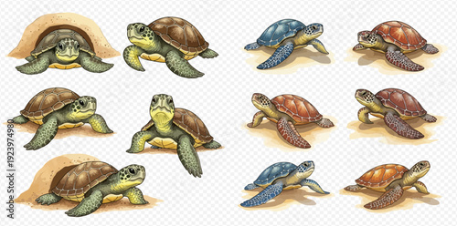 Collection of illustrated sea turtles in various poses and colors on a transparent background.