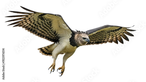 Canvastavla Isolated harpy eagle with its wings spread in flight, a predatory bird of prey i