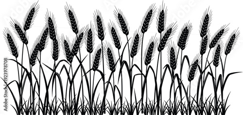 Wheat field silhouette black and white agricultural crop illustration with detailed grain spikes rustic farm vector graphic design