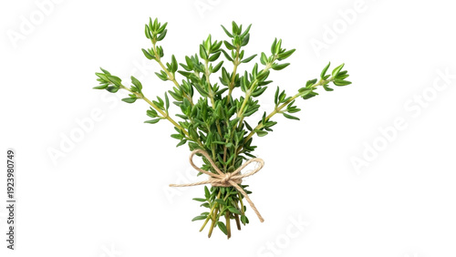 Tableau sur toile Isolated bunch of fresh thyme herbs, tied with twine