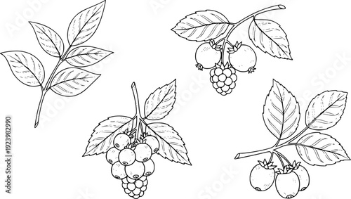 Hand Drawn Botanical of Berry Branches and Leaves White Background leaf nature