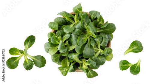 Fresh corn or field or lamb lettuce salad leaves in wooden bowl isolated on white background. Herbs collection. Healthy food.