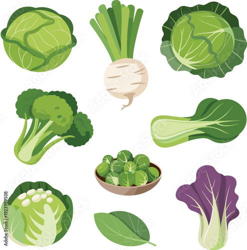 Green vegetable collection set, flat cartoon vector illustration of fresh organic cabbage broccoli lettuce spinach isolated on white background