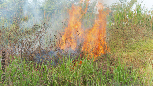 Wildfire raging through dry brush and tall green grass with smoke billowing upwards