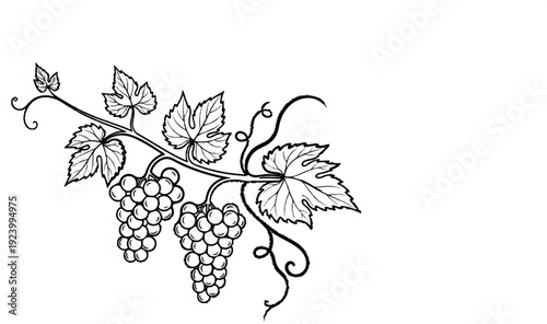 Stylized illustration of grapevines with clusters of grapes and leaves