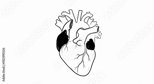 Stylized anatomical heart drawing with dark accent areas