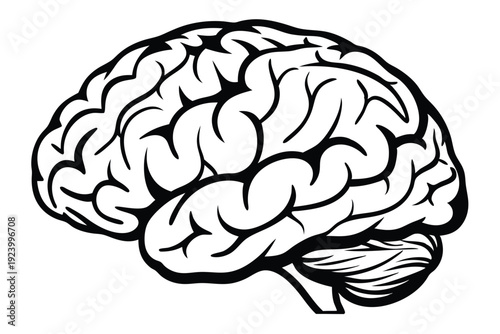 Isolated human brain exhibits intricate black contour lines against a crisp, clean white background