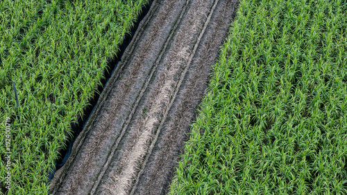 Foto Sugarcane Fields in Yongchun County, Quanzhou, Fujian