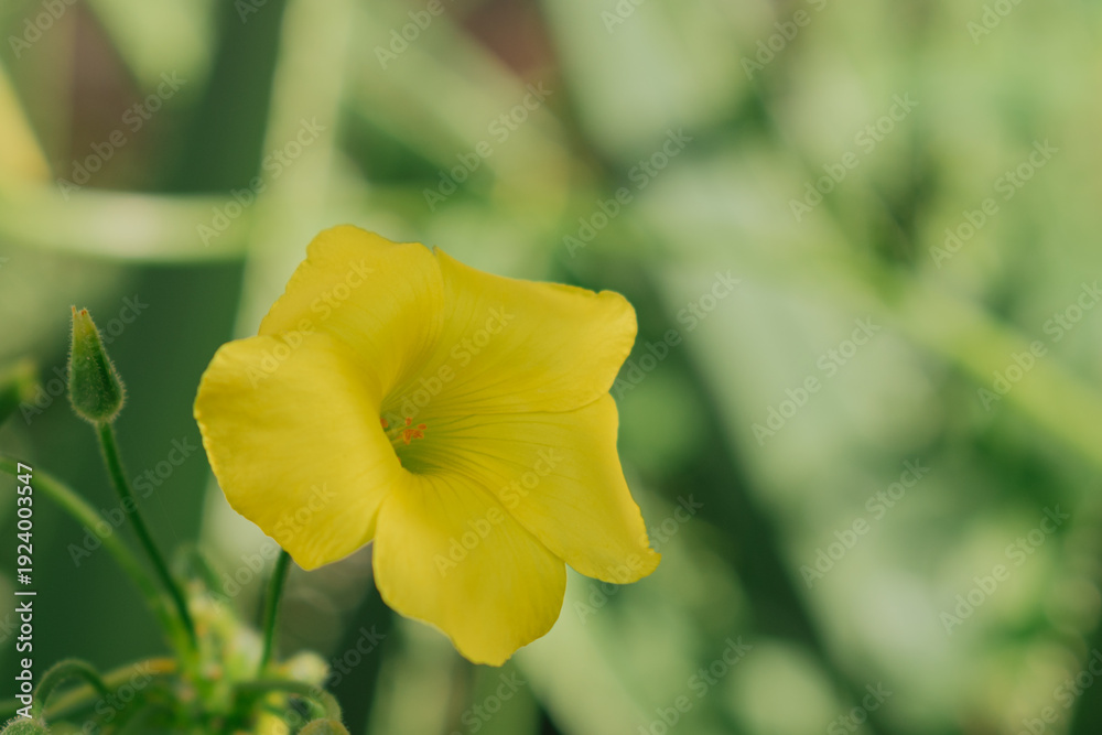 Obraz premium Close-up of yellow Oxalis pes-caprae flower blooming. Bermuda buttercup in Mediterranean nature.