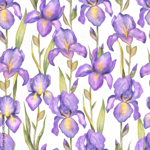 Seamless pattern of purple irises