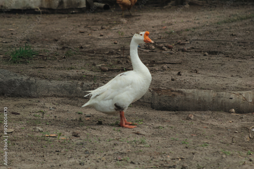 Obraz premium A white goose, a waterfowl of the Anatidae family, in São Luís, MA, Brazil.