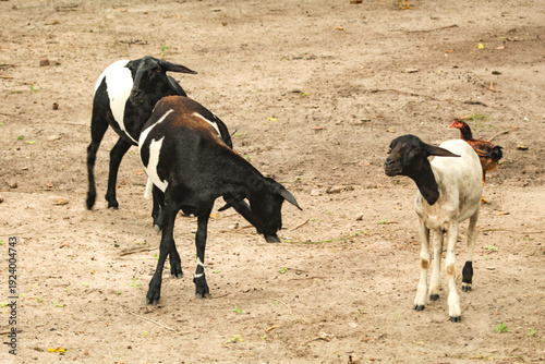 Photos Several lambs, with wool spotted black and white, a domesticated ruminant mammal in São Luís, MA, Brazil