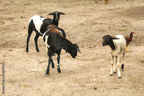 Konstfotografi Several lambs, with wool spotted black and white, a domesticated ruminant mammal in São Luís, MA, Brazil