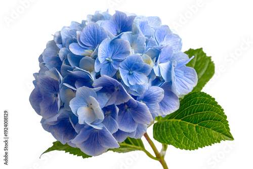 A vibrant blue hydrangea flower blooming amidst lush green foliage