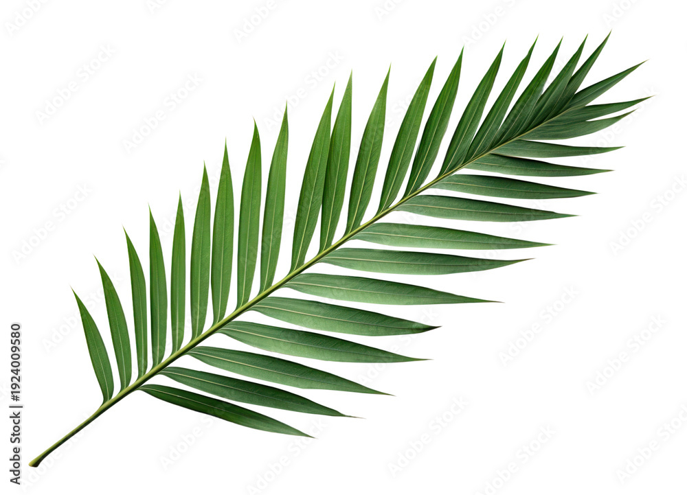 Fototapeta premium PNG Palm leaf plant tree freshness.