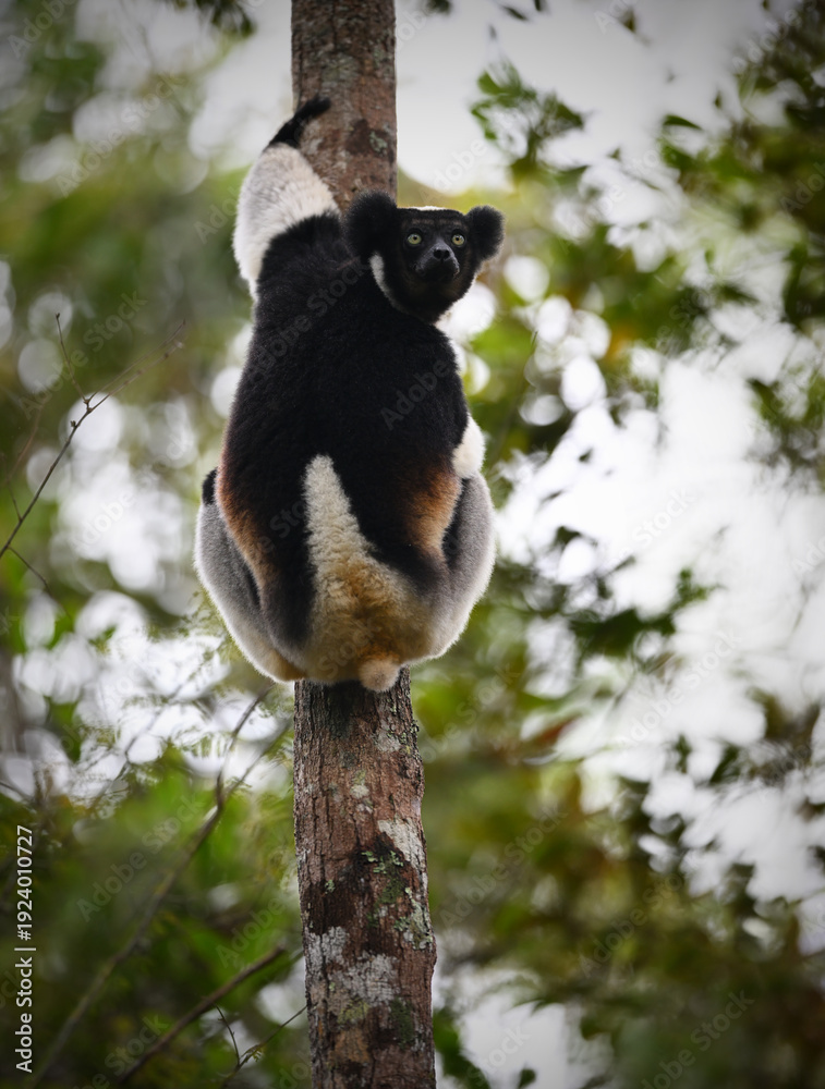 Fototapeta premium Indri (Indri indri) Clinging to Tree Trunk and Looking Down